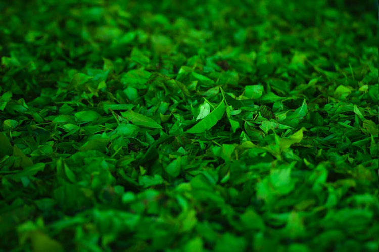 Herbs
