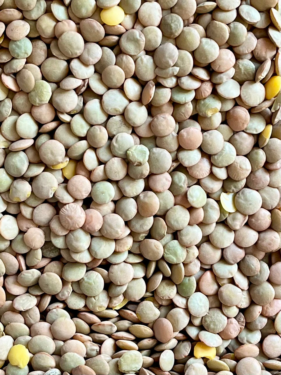 Organic Green Lentils - 100g