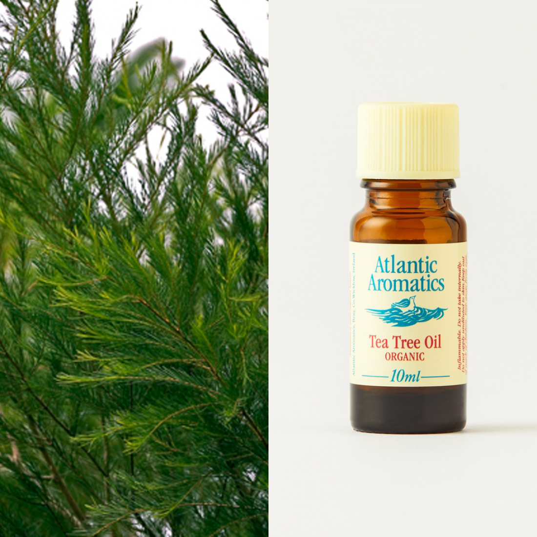 Tea Tree Essential Oil by Atlantic Aromatics -10ml