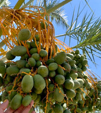 Medjool dates on the tree mid-season