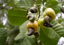 Organic Whole Cashew Nuts - 100g