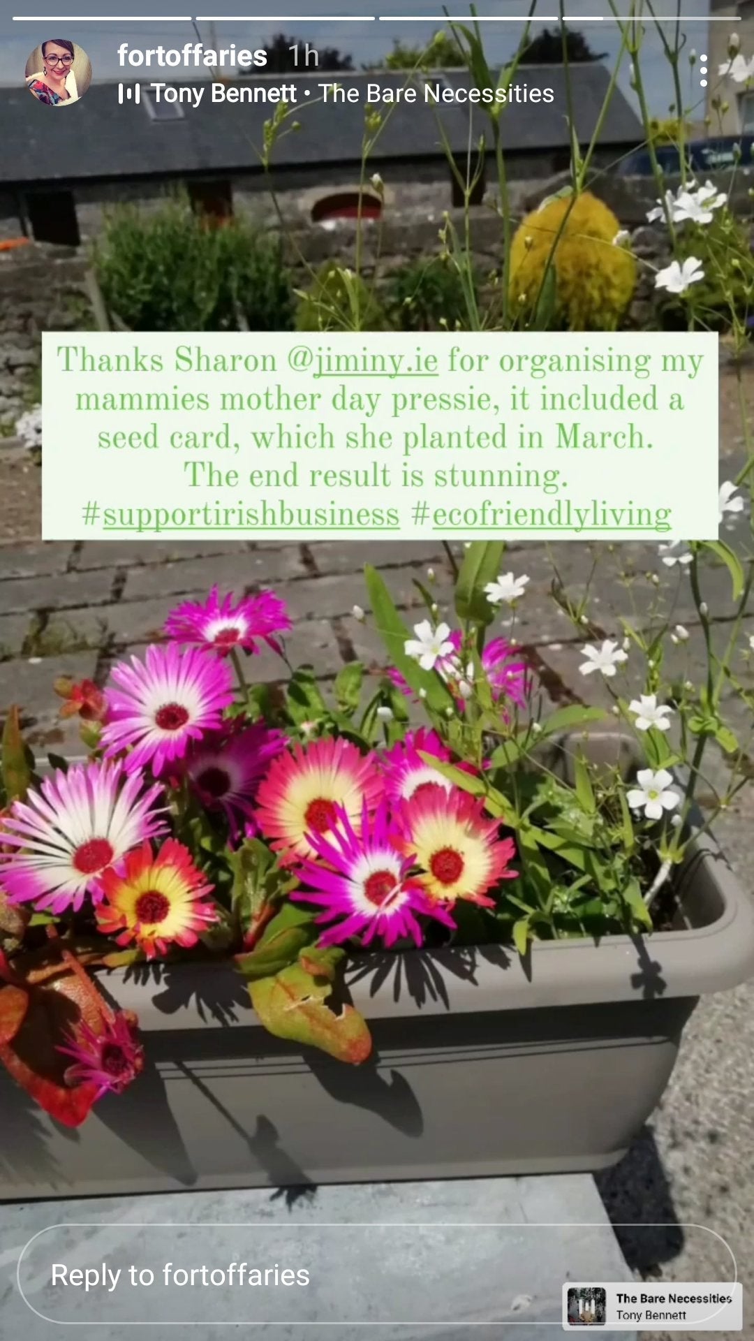 Plantable experience gift card - jiminy eco-toys