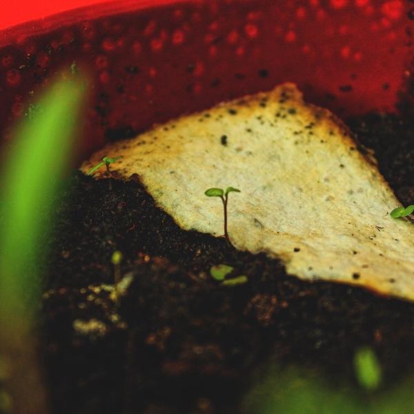 Plantable experience gift card - jiminy eco-toys