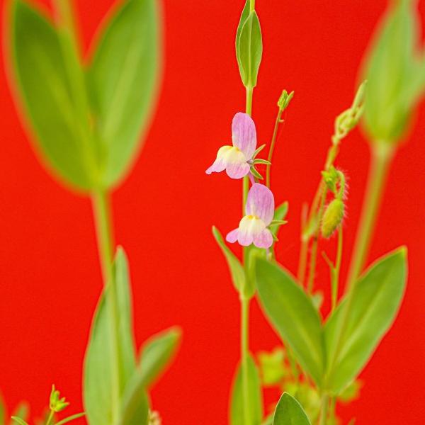Plantable experience gift card - jiminy eco-toys
