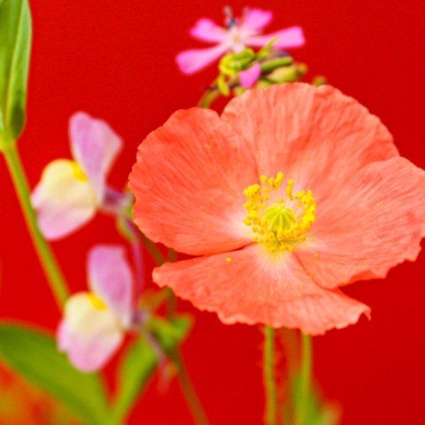 Plantable experience gift card - jiminy eco-toys