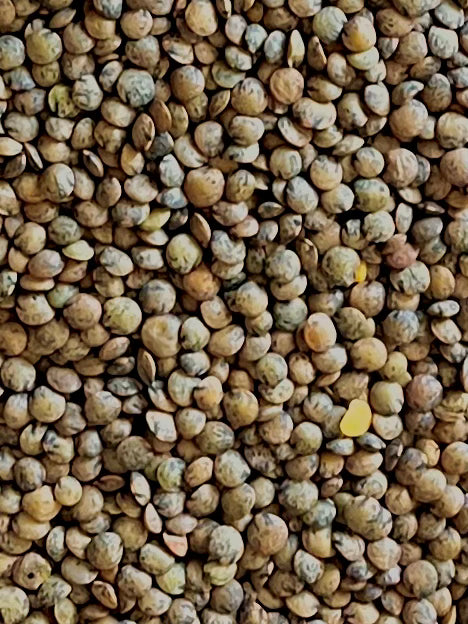 Lentil Verts (Puy Type) 100g