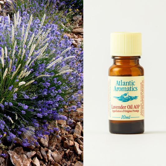 Organic Lavender Essential Oil  by Atlantic Aromatics -10ml