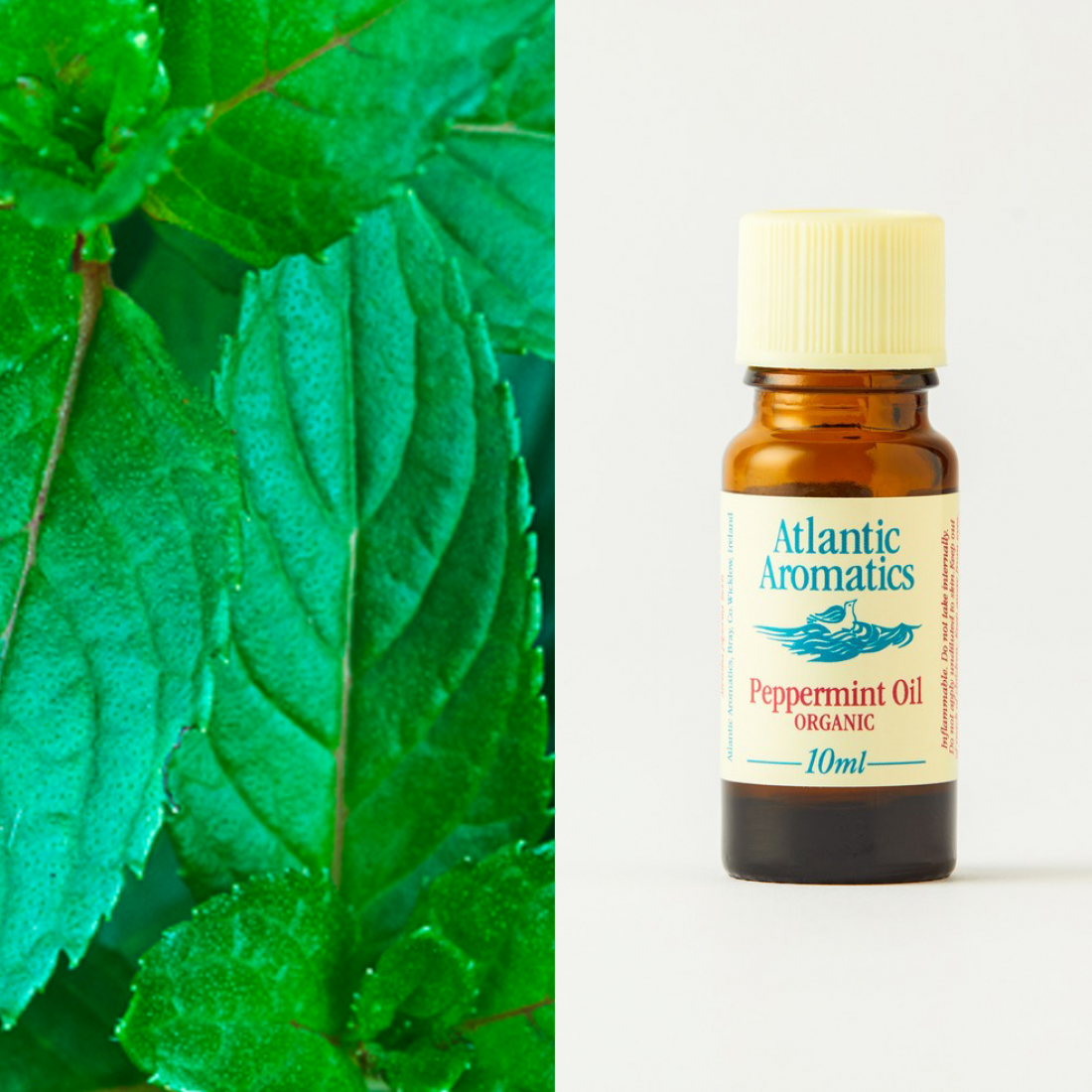 Peppermint Essential Oil  by Atlantic Aromatics -10ml