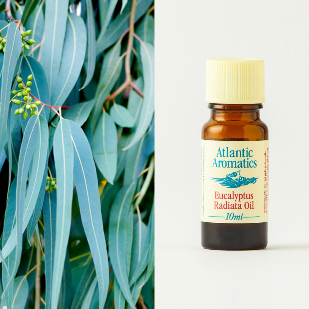 Organic Eucalyptus Essential Oil  by Atlantic Aromatics  -10ml