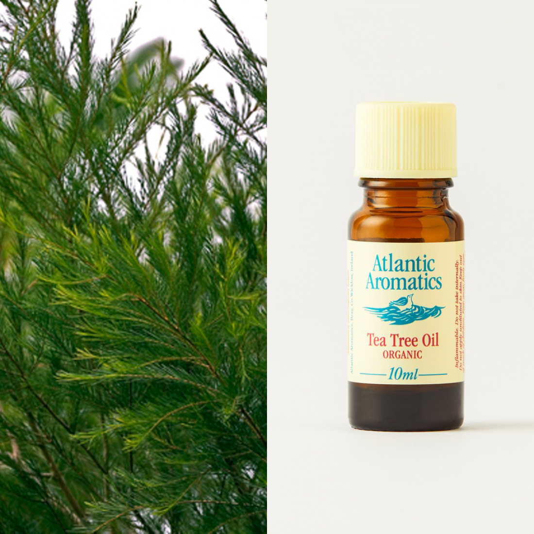 Tea Tree Essential Oil  by Atlantic Aromatics -10ml