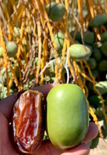 A dark brown Medjool dates ready to eat compared to the fruit earlier in the growing season
