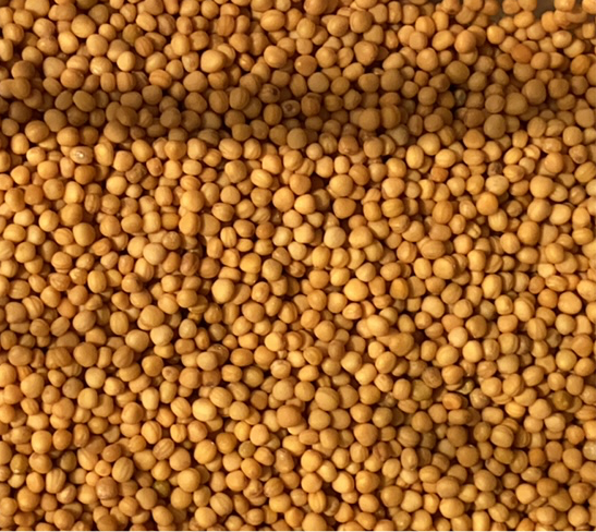 Mustard Seeds - Yellow - 10g